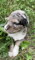Nita, a female Aussiedoodle for sale in Malvern, AR – 2 of 4