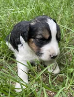 Bunny, a female Aussiedoodle for sale in Malvern, AR – 6 of 7