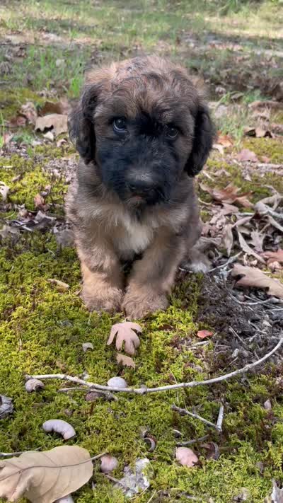 Raphael, a male Soft Coated Wheaten Terrier and Poodle - Standard  for sale in Malvern, AR – 5 of 8