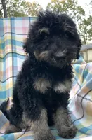 Leo, a male Soft Coated Wheaten Terrier and Poodle - Standard  for sale in Malvern, AR – 5 of 7