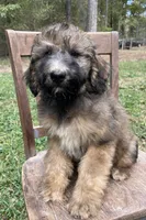 Raphael, a male Soft Coated Wheaten Terrier and Poodle - Standard  for sale in Malvern, AR – 3 of 8