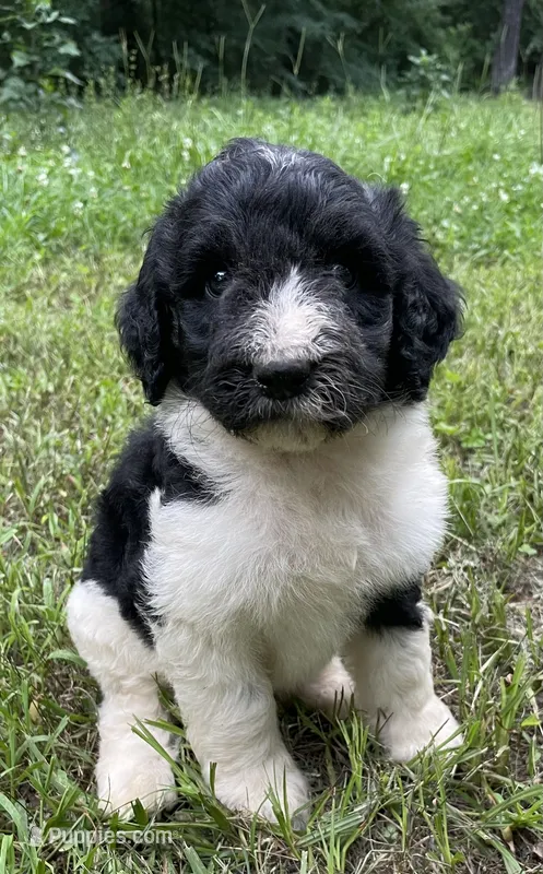 Mulberry  – Aussiedoodle puppy for sale in Malvern, AR
