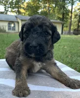 Raphael, a male Poodle - Standard  for sale in Malvern, AR – 3 of 3