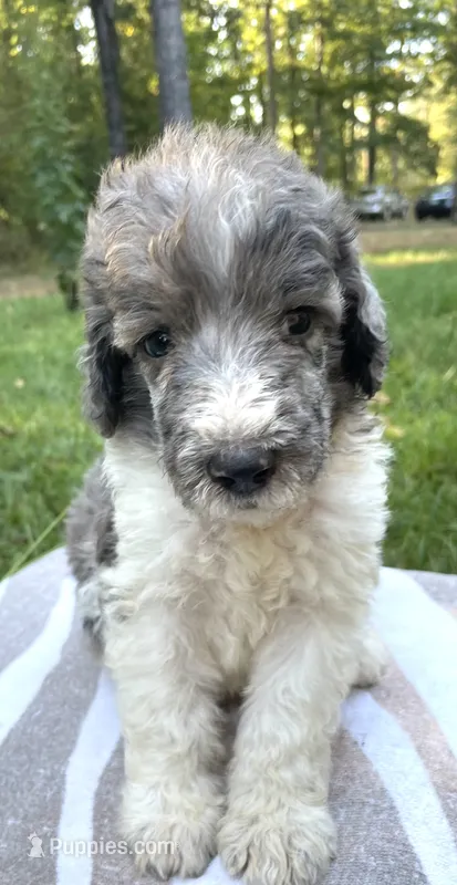 Jules – Poodle - Standard  puppy for sale in Malvern, AR