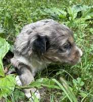 Nita, a female Aussiedoodle for sale in Malvern, AR – 3 of 4