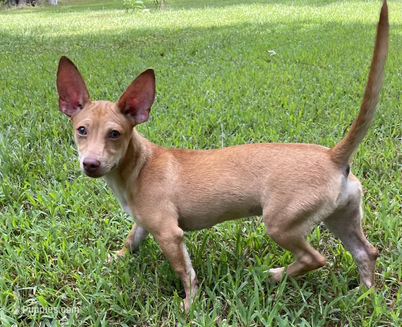 Sugar – Rat Terrier puppy for sale in Malvern, AR
