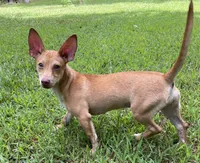 Sugar, a female Rat Terrier for sale in Malvern, AR – 1 of 3