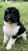 Dolly, a female Aussiedoodle for sale in Malvern, AR – 2 of 7