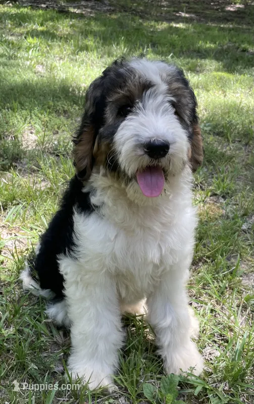 Bunny – Aussiedoodle puppy for sale in Malvern, AR