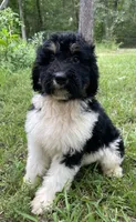 Dolly, a female Aussiedoodle for sale in Malvern, AR – 5 of 7