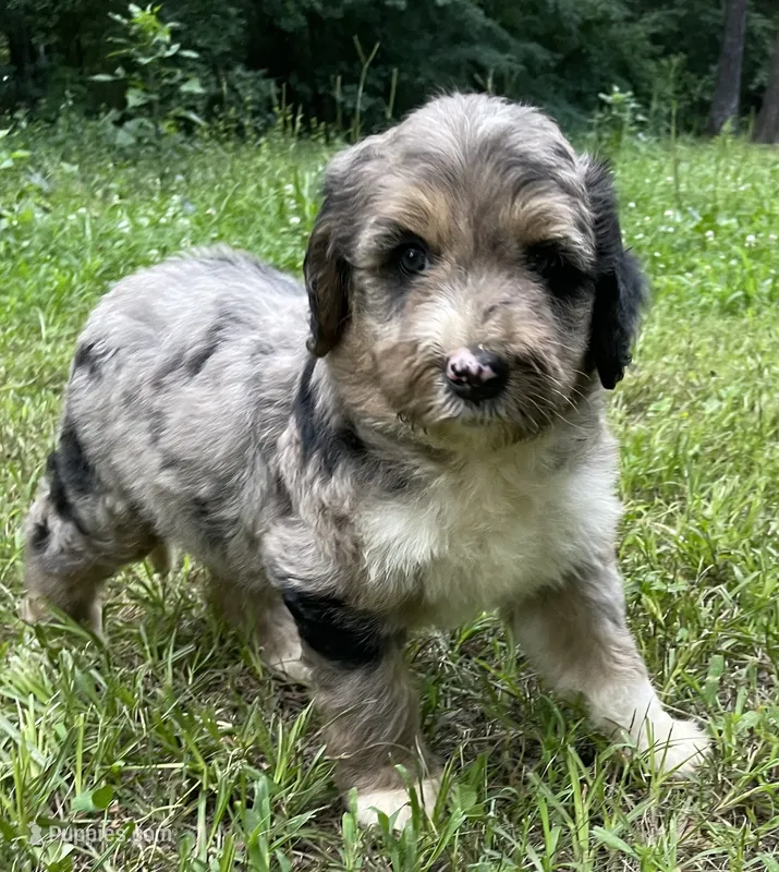 Nita – Aussiedoodle puppy for sale in Malvern, AR
