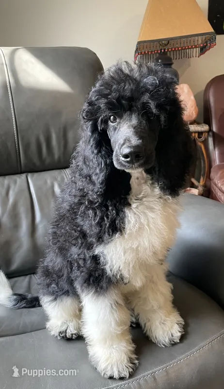 Hugo – Poodle - Standard  puppy for sale in Malvern, AR