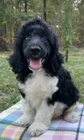 Hugo, a male Poodle - Standard  for sale in Malvern, AR – 4 of 9