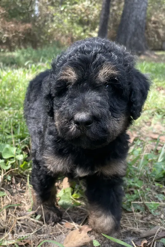 Leo – Soft Coated Wheaten Terrier, Poodle - Standard  puppy for sale in Malvern, AR