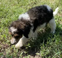 Remi, a male Poodle - Standard  for sale in Malvern, AR – 9 of 10