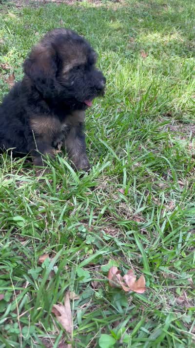 Juliet, a female Soft Coated Wheaten Terrier and Poodle - Standard  for sale in Malvern, AR – 5 of 7