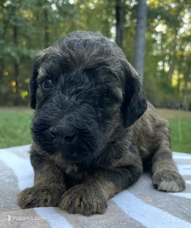Raphael – Poodle - Standard  puppy for sale in Malvern, AR