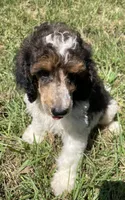 Remi, a male Poodle - Standard  for sale in Malvern, AR – 10 of 10