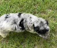 Gene, a male Aussiedoodle for sale in Malvern, AR – 5 of 6