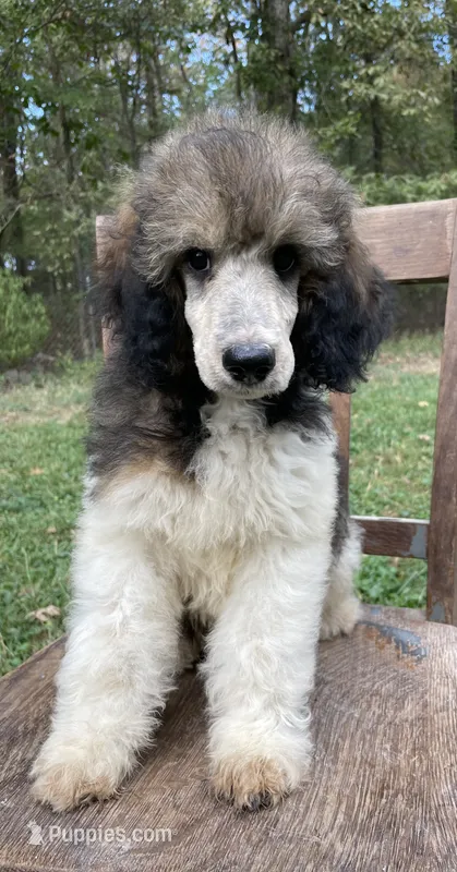 Paris – Poodle - Standard  puppy for sale in Malvern, AR