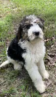 Bunny, a female Aussiedoodle for sale in Malvern, AR – 2 of 8