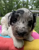 Gene, a male Aussiedoodle for sale in Malvern, AR – 5 of 7