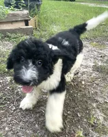 Mulberry, a female Aussiedoodle for sale in Malvern, AR – 4 of 4