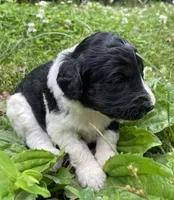 Mulberry , a female Aussiedoodle for sale in Malvern, AR – 8 of 8