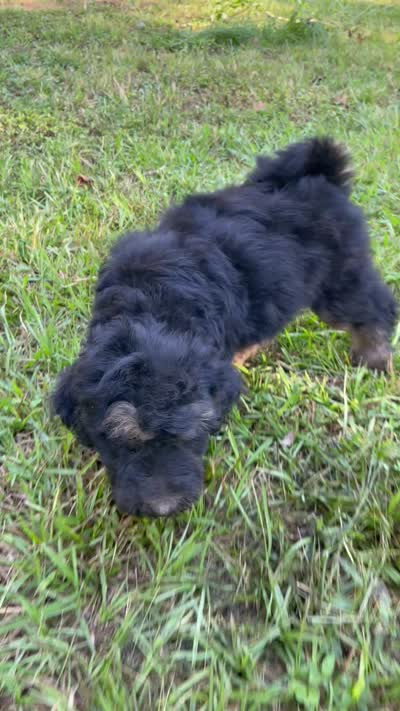 Leo, a male Soft Coated Wheaten Terrier and Poodle - Standard  for sale in Malvern, AR – 6 of 7