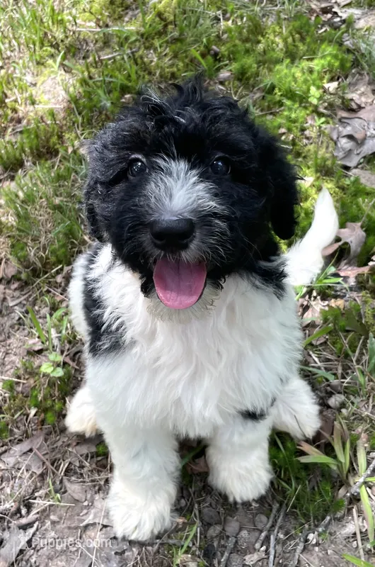 Mulberry  – Aussiedoodle puppy for sale in Malvern, AR