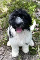 Mulberry , a female Aussiedoodle for sale in Malvern, AR – 1 of 4