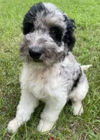 Gene, a male Aussiedoodle for sale in Malvern, AR – 4 of 6