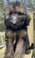 Juliet, a female Soft Coated Wheaten Terrier and Poodle - Standard  for sale in Malvern, AR – 3 of 7