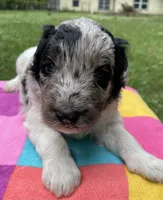 Gene, a male Aussiedoodle for sale in Malvern, AR – 4 of 7