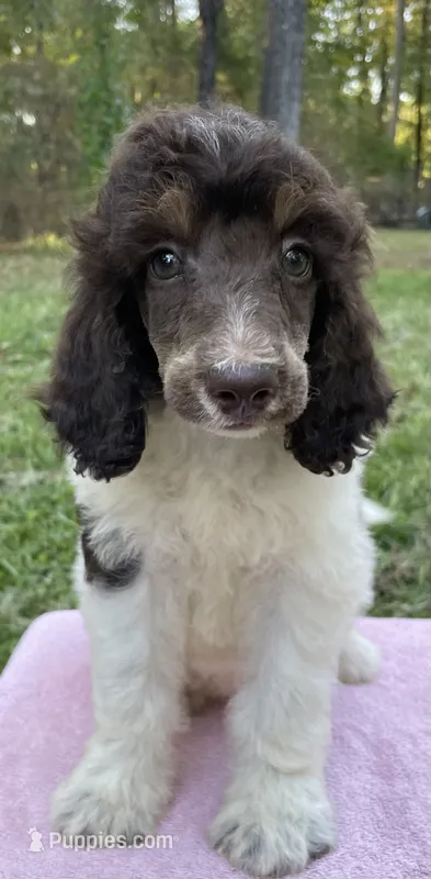 Chanel – Poodle - Standard  puppy for sale in Malvern, AR