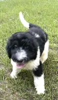 Mulberry, a female Aussiedoodle for sale in Malvern, AR – 2 of 4