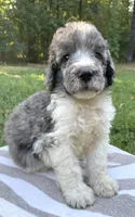 Jules, a male Poodle - Standard  for sale in Malvern, AR – 2 of 7