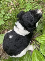 Mulberry , a female Aussiedoodle for sale in Malvern, AR – 7 of 8