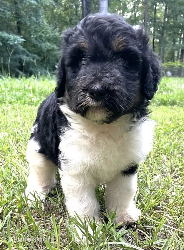 Dolly – Aussiedoodle puppy for sale in Malvern, AR