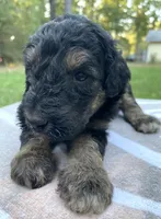 Leo, a male Poodle - Standard  for sale in Malvern, AR – 3 of 3