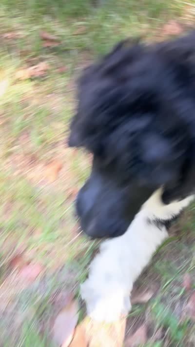Hugo, a male Poodle - Standard  for sale in Malvern, AR – 9 of 9