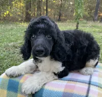 Hugo, a male Poodle - Standard  for sale in Malvern, AR – 5 of 9