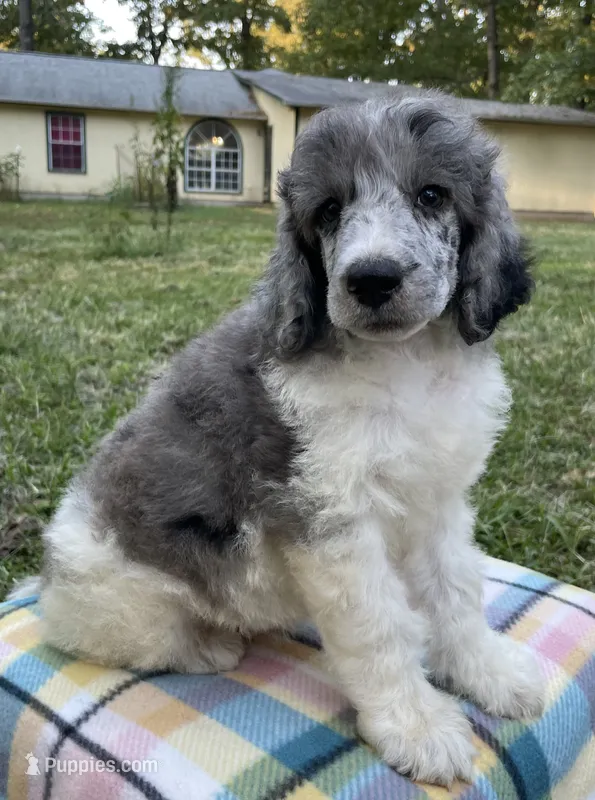 Jules – Poodle - Standard  puppy for sale in Malvern, AR