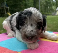 Gene, a male Aussiedoodle for sale in Malvern, AR – 3 of 7