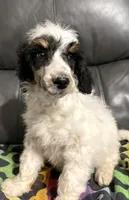 Chappy, a male Poodle - Standard  for sale in Malvern, AR – Photo 6 of 8