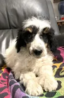 Chappy, a male Poodle - Standard  for sale in Malvern, AR – Photo 1 of 8