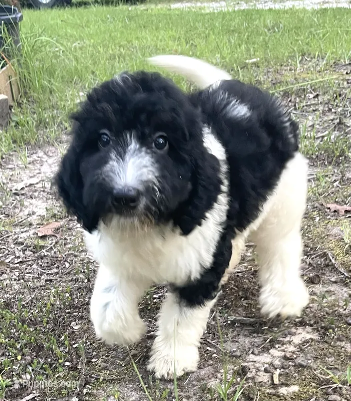 Mulberry – Aussiedoodle puppy for sale in Malvern, AR