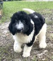 Mulberry, a female Aussiedoodle for sale in Malvern, AR – 1 of 4