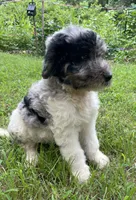 Gene, a male Aussiedoodle for sale in Malvern, AR – 3 of 6