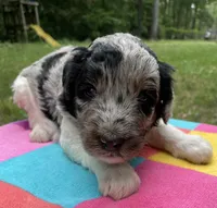 Gene, a male Aussiedoodle for sale in Malvern, AR – 6 of 7